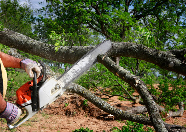 Best Fruit Tree Pruning  in Warren Af, WY